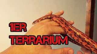 pantherophis guttatus  la maintenance  provisoire [upl. by Horlacher378]