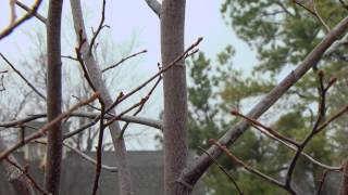 Pruning Young Trees [upl. by Luther]