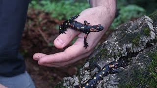 🐸 Salamandra común Salamandra salamandra  Dos ejemplares de S s morenica  🦎 [upl. by Deidre711]