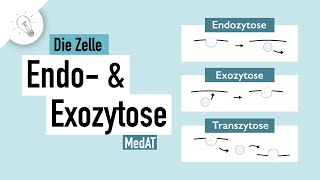 Stofftransport Teil II Endozytose amp Exozytose  MedAT  Biologie [upl. by Mij337]