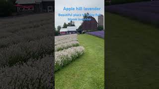 Lavender farms lavender farm appleorchard explore turist gateway stunning ontario nature [upl. by Giuseppe]