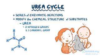 Osmosis Nitrogen and urea cycle USMLEandBeyond [upl. by Norbert]