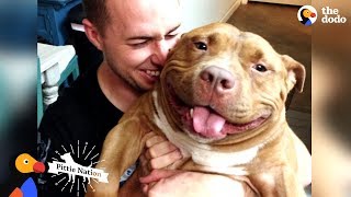 Happy Pit Bull Dog Loves It When His Dad Babies Him  The Dodo Pittie Nation [upl. by Samtsirhc]