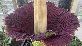 Amorphophallus titanum ‘Lupin’ opening day progression [upl. by Chaffin446]