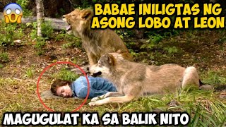 BABAE INILIGTAS NG ASONG LOBO AT LEON MAGUGULAT KA SA BALIK NITO [upl. by Atnicaj655]