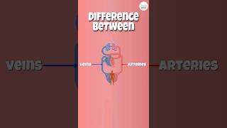 Arteries vs Veins What’s the Difference [upl. by Etnud]