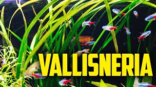 How to Care for Vallisneria  The One Plant Wonder [upl. by Htebazileyram]