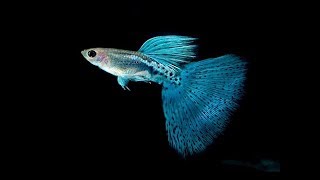 Most popular Guppy Fish types [upl. by Cynthy462]