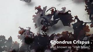 Chondrus Crispus aka Seamoss [upl. by Norrv]