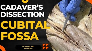 Content of CUBITAL fossa on CADAVER  Must watch DrAbhishekJasra [upl. by Oehsen]