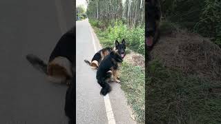 German Shepherd Ultimate Obedience germanshepherd gsd obediencetraining obediencedogtrainer dog [upl. by Cathrin423]