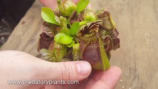 Cephalotus Leaf PullingCutting Guide [upl. by Santini]