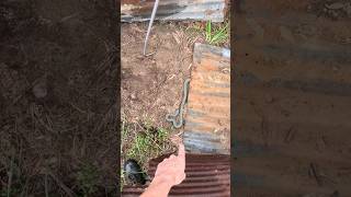 Stunning Speckled Kingsnake Under Tin in Louisiana [upl. by Neile80]