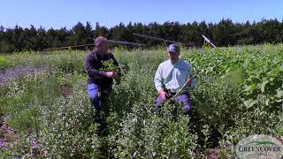 Safflower  Test Plots 2019 [upl. by Oberon443]