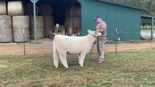 For Sale Shorthorn Plus [upl. by Delos]