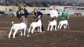 2015 Oklahoma Youth Expo Grand Goat Drive [upl. by Figge]