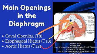 Diaphragm Anatomy  Openings of Diaphragm and Their Contents [upl. by Loutitia]