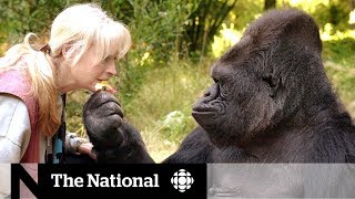 Koko the gorilla dead at age 46 [upl. by Bordiuk]