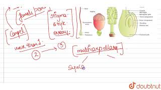 Gynaeceum of a flower may be apocarpous or syncarpous Explain with the help of an example each [upl. by Brunhilde244]