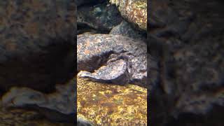 Eastern Hellbender [upl. by Yehc]