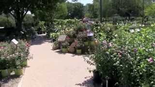 Bloomingdale Tour  Platt Hill Nursery [upl. by Ebarta]