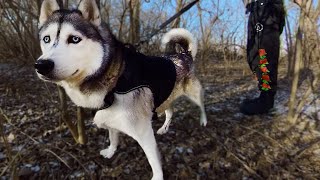 KQP Tactical Dog Harness  Review [upl. by Winstonn]