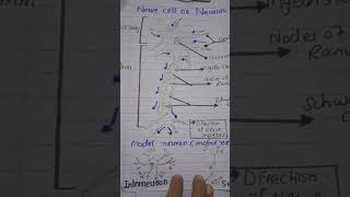 structure of nerve cell or neuron  Motor neuron  sensory neuron interneurons [upl. by Flessel660]