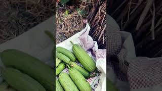 My green garden 🏡 vegetable 🥒🥒🥒🥒🥒 harvest gilci Aaj humne gilci harvest ki [upl. by Anawk135]