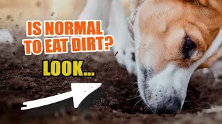 🐶 Is it NORMAL for Dogs to EAT DIRT 👇 We Find Out [upl. by Anelyak]