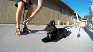 Schipperke puppy life [upl. by Morley]