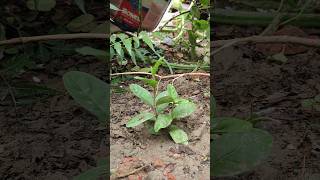 Propagating 🌿 Guava plant🍐🍐 shorts propagation [upl. by Aliek32]