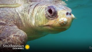 Drones Now Play an Active Role in Sea Turtle Census 🐢 Turtle Beach  Smithsonian Channel [upl. by Haidadej]