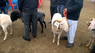 Balkhi fat tailed sheep and other exotic breeds of sheep at Livestock Show [upl. by Yahsal785]