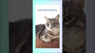 Much About Nothing cat cats adorablecats [upl. by Anierdna604]