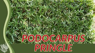 PODOCARPUS PRINGLE Explained Podocarpus macrophyllus Pringles Dwarf [upl. by Nnasus]