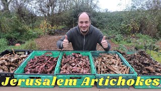 How to Harvest amp Plant Jerusalem Artichokes Sunchokes 5 Varieties [upl. by Nolham]