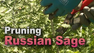 Tame Russian Sage – Trim Back Vigorous Growth [upl. by Leitao]