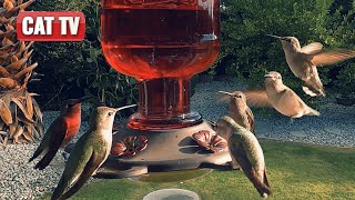 CAT TV For Cats To Watch  Majestic Bird and Squirrel Compilation  Dog TV 😼 🐶 [upl. by Sammy]