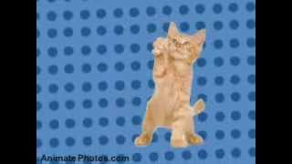 Dancing Cats  Go Kitty Go [upl. by Fosque]