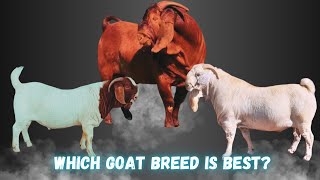 Boer Goats vs Savanna Goats vs Kalahari Red Goats  Key Differences and Advantages [upl. by Rahmann]