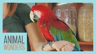 Meet And Greet Scarlet the Green Wing Macaw [upl. by Raddatz]