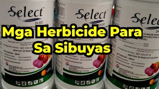 Mga Herbicide Para Sa Sibuyas [upl. by Yetsirhc]