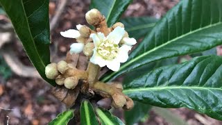 A little surprise the seed grown loquat I have planted at my parents has produced a few flower buds [upl. by Mccowyn]