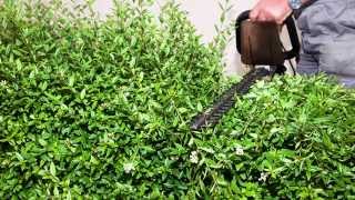 A Focus on Privet hedging All you need to know about Ligustrum ovalifolium [upl. by Ylas]