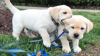 Top FUNNY PUPPIES That Will Make You Laugh Out Loud 😁 Funniest Animal Videos [upl. by Estrellita]