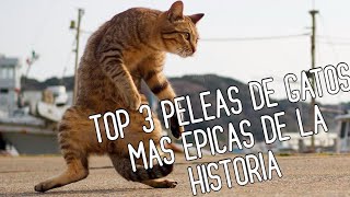 TOP 3 PELEAS DE GATOS MAS EPICAS DE LA HISTORIA [upl. by Naarah552]