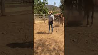 Cavalão bruto 🐎💥🌵💪🤠 roça teamroping peao rodeio [upl. by Ika]