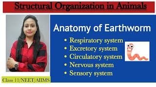 Ch7 Structural organization in animal  Anatomy of Earthworm  Class 11 BiologyNEET [upl. by Copeland]