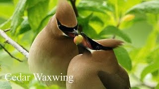 Beautiful Waxwing  Birdsong Waxwing Call [upl. by Perce]