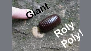 Giant Roly Poly or Pill Millipede [upl. by Itsirk304]